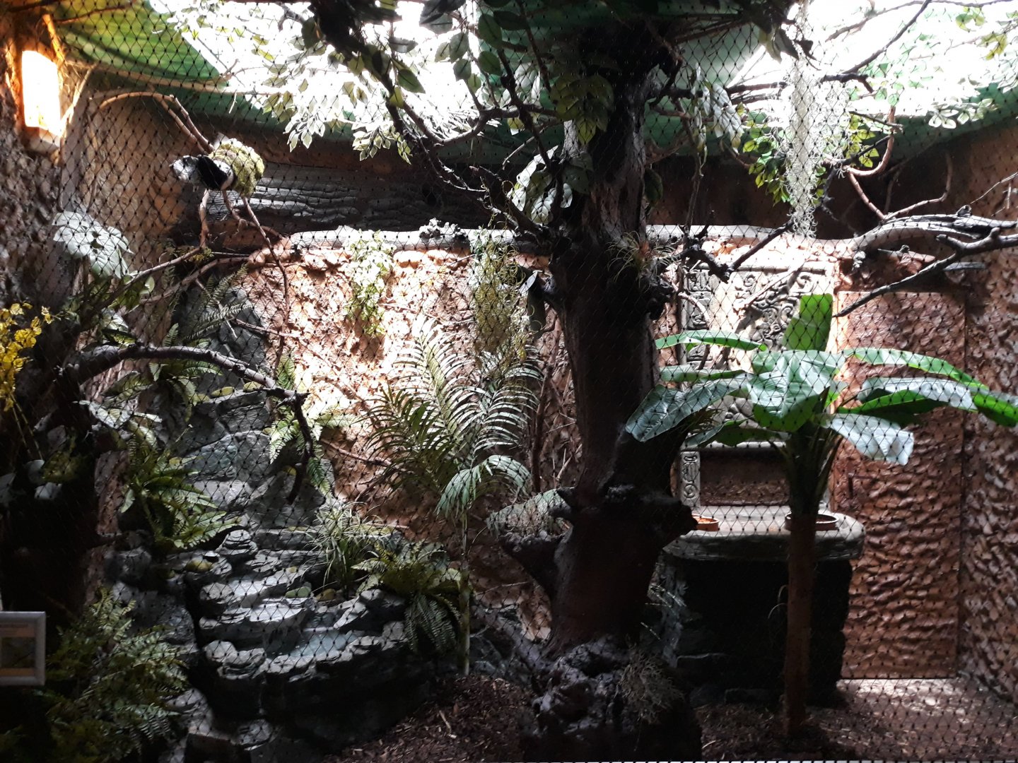 Bird house - Crimson-rumped toucanet exhibit