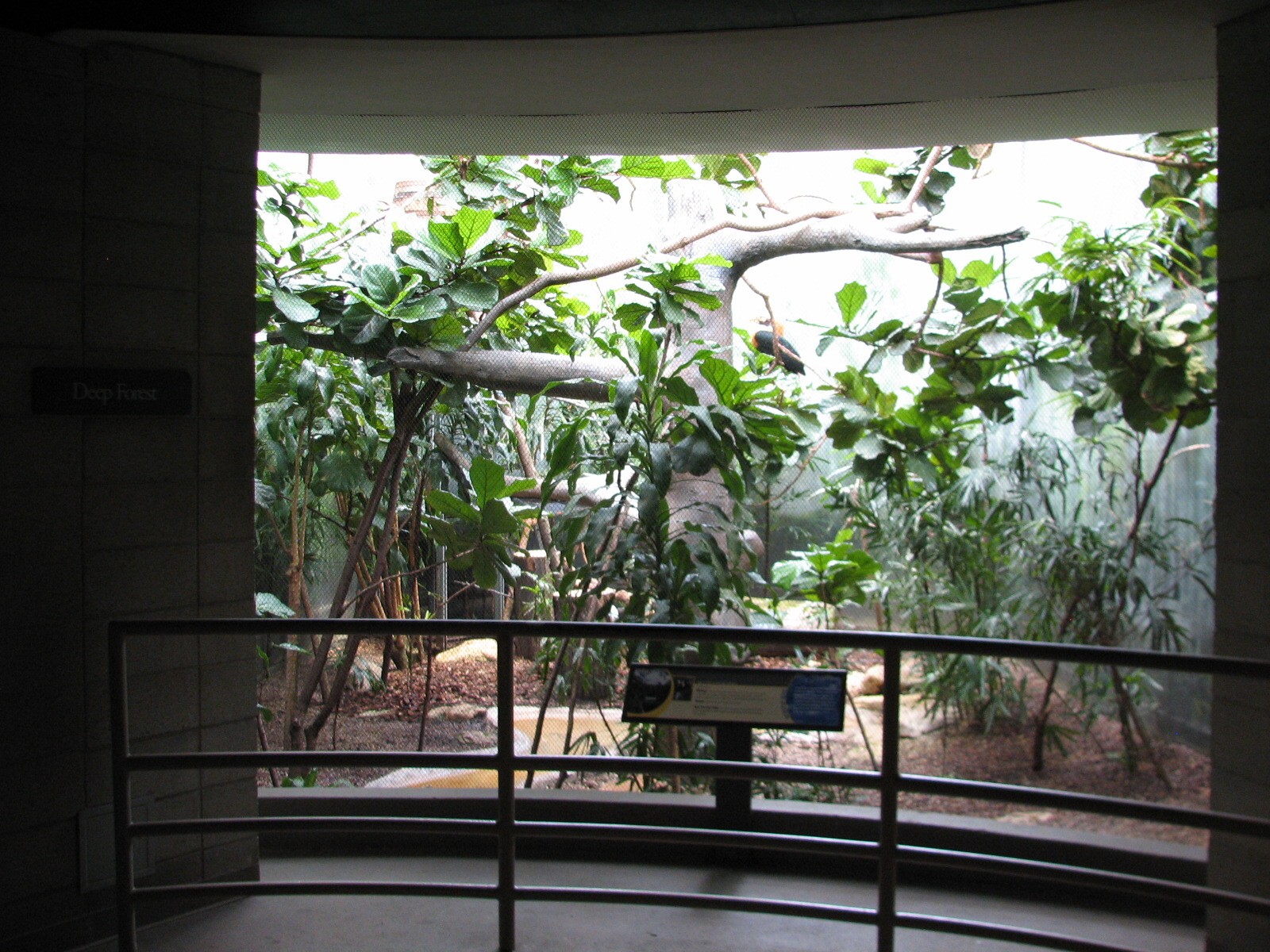 Bird House - Deep Forest Exhibit