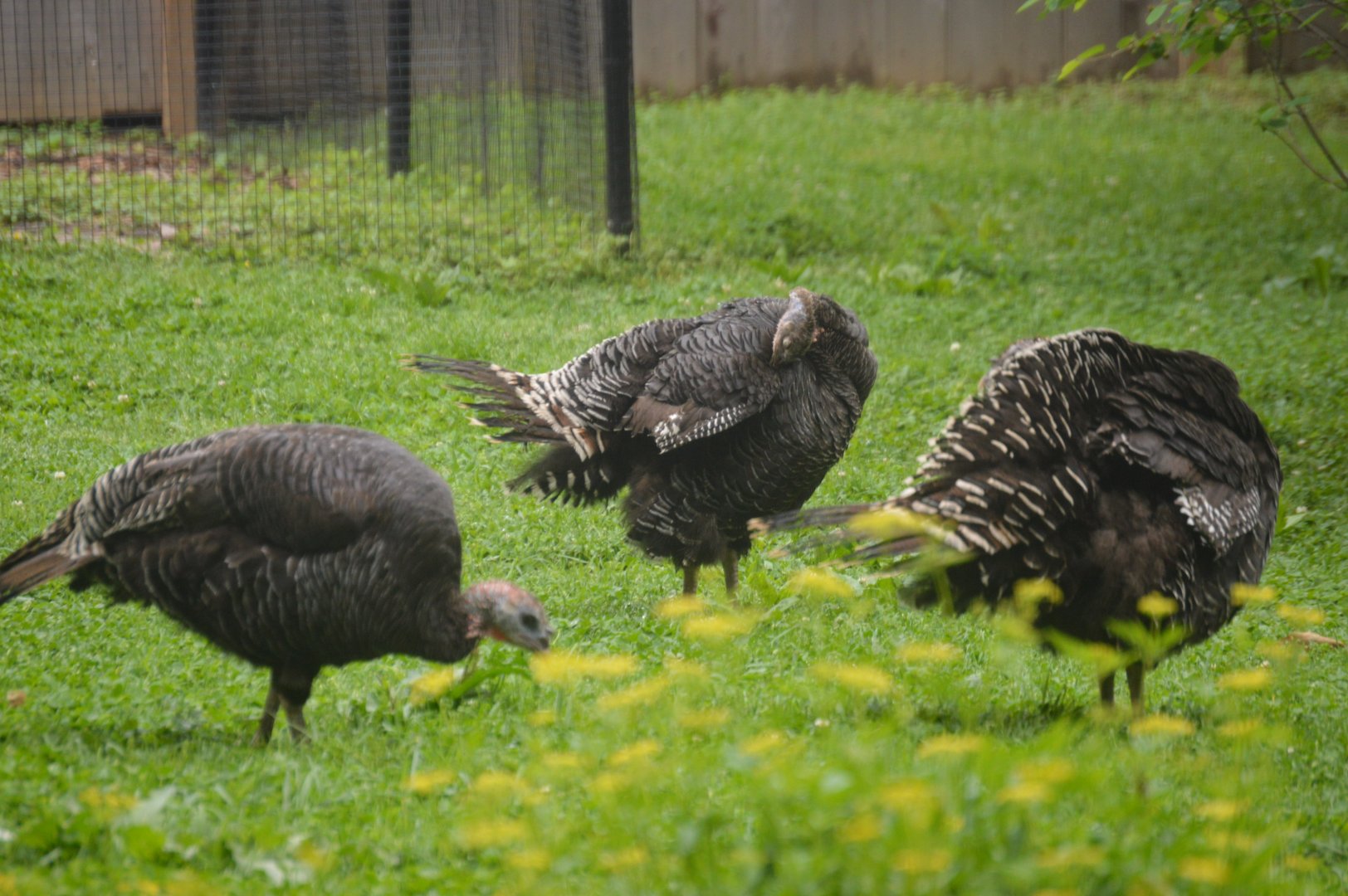 Bird House - Domestic Turkey (Meleagris gallopavo domesticus)