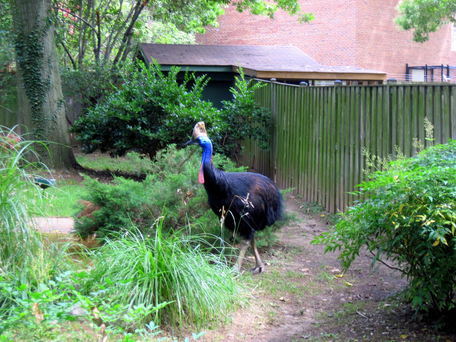 Bird House-Double-wattled Cassowary