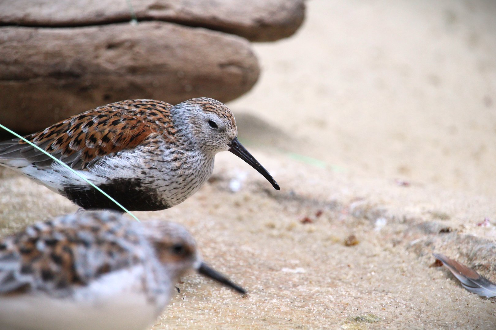 Bird House - Eastern Dunlin