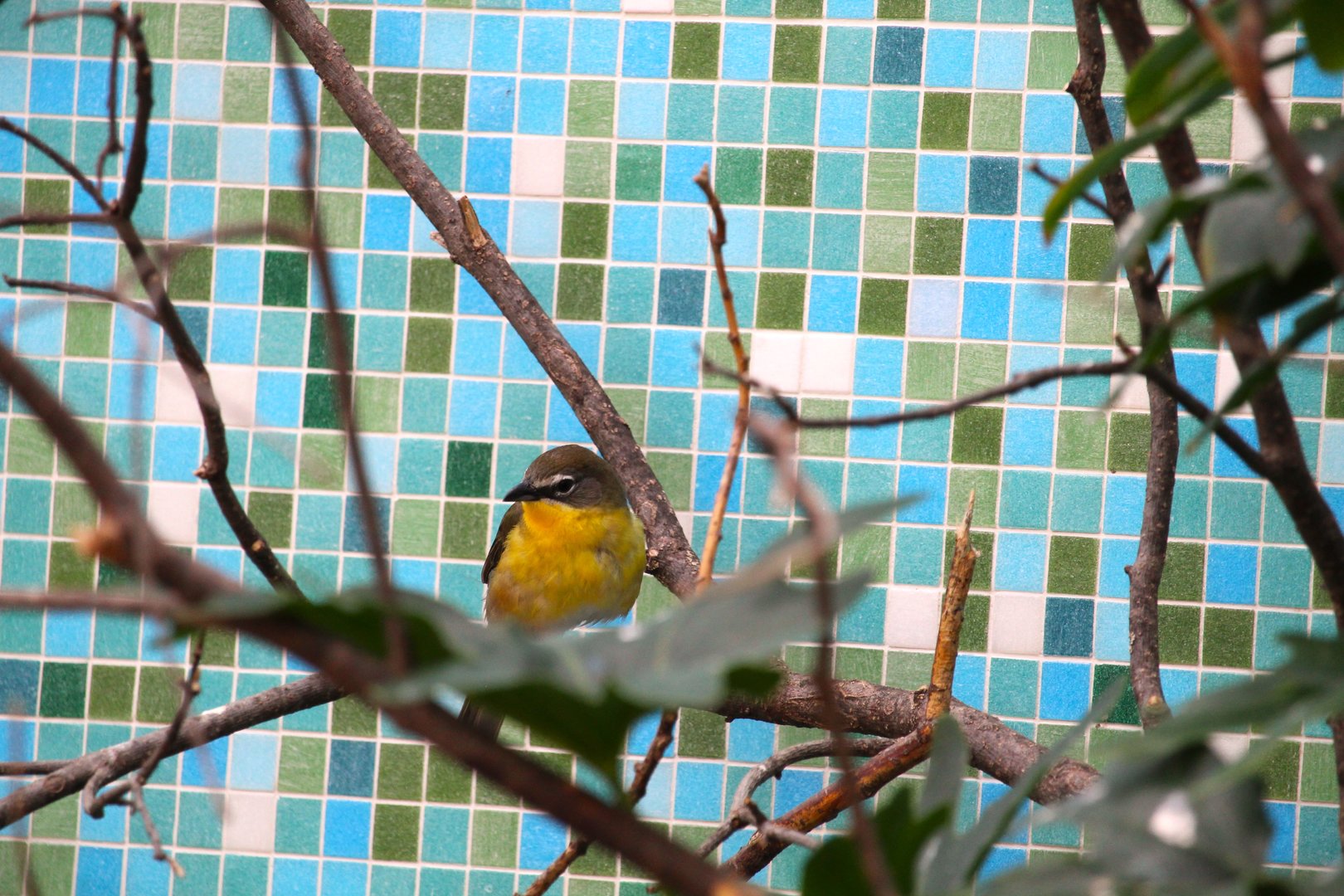 Bird House - Eastern Yellow-breasted Chat