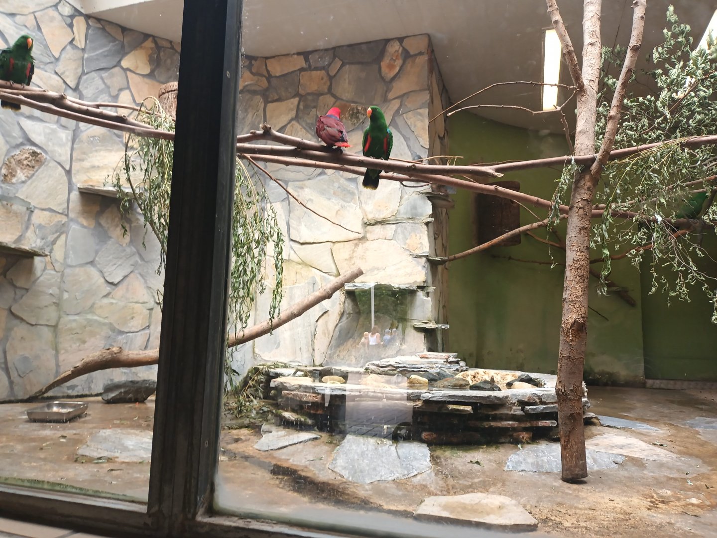 Bird House Eclectus Parrot Enclosure