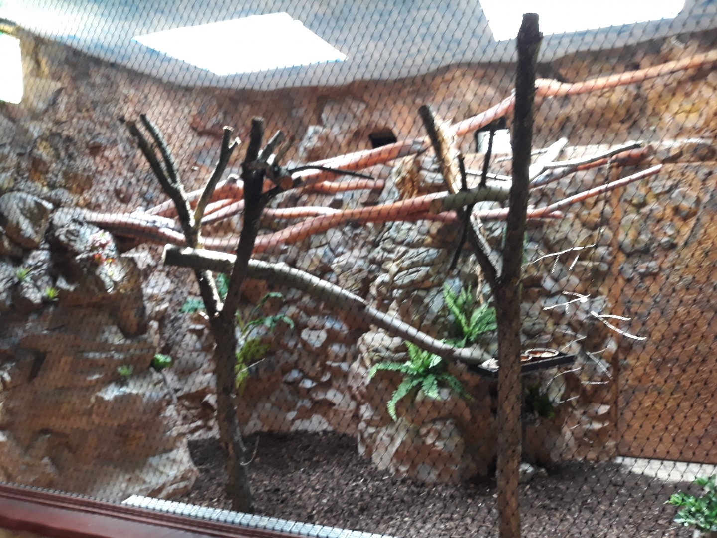 Bird house - Eclectus parrot exhibit