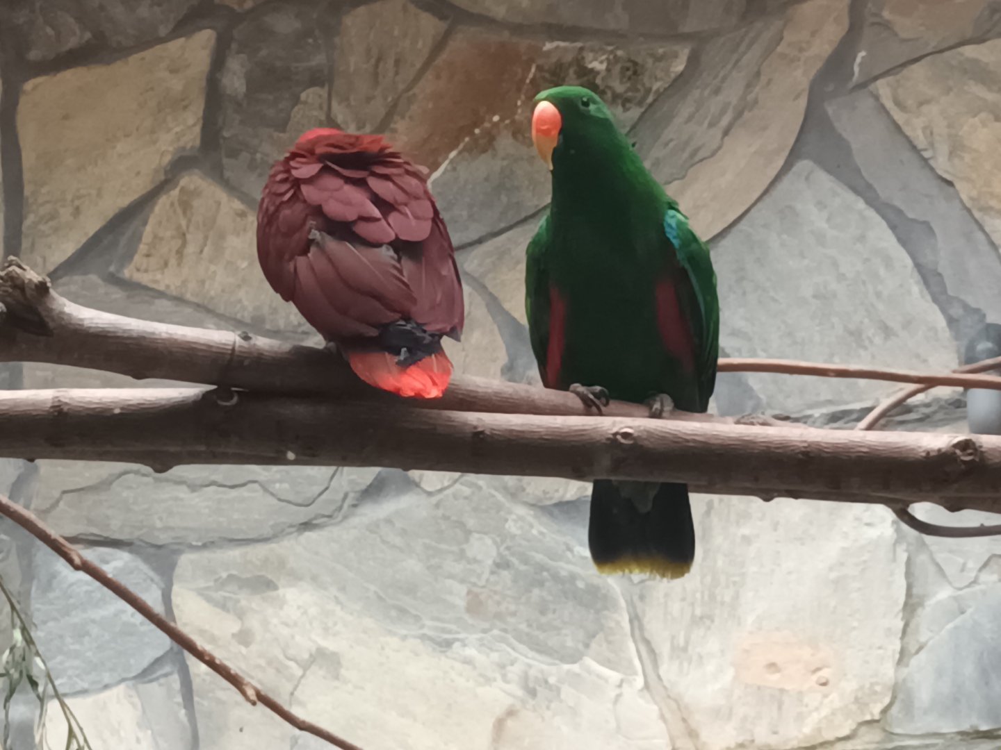 Bird House Eclectus Parrots