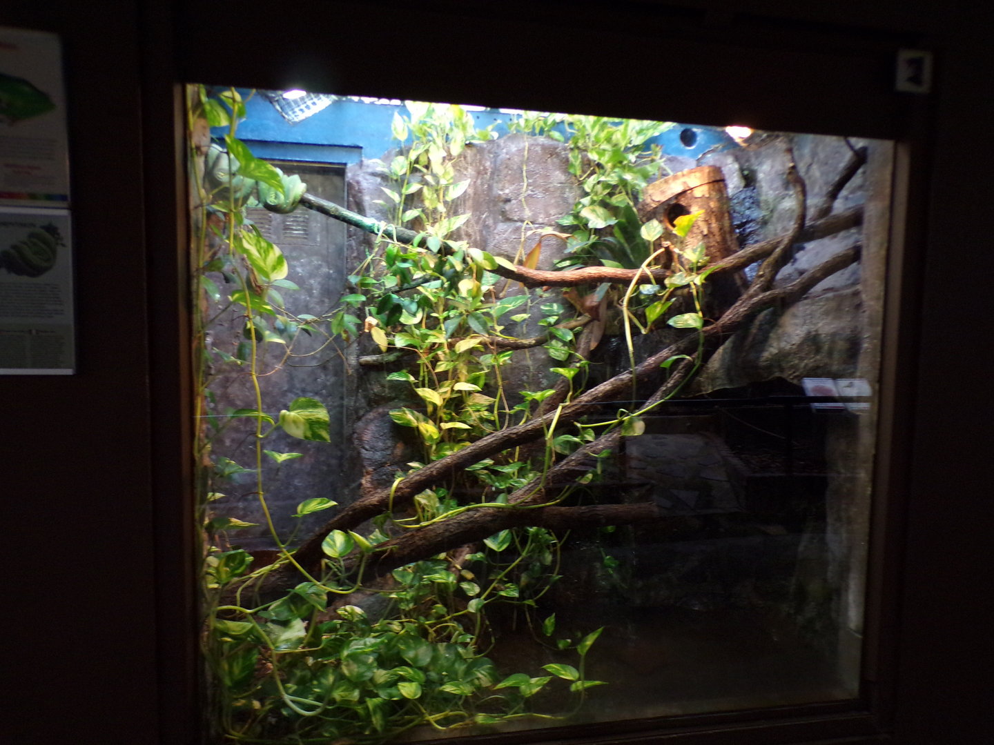 Bird house- Emerald tree boa and White-lipped tree frog enclosure 6.7.23