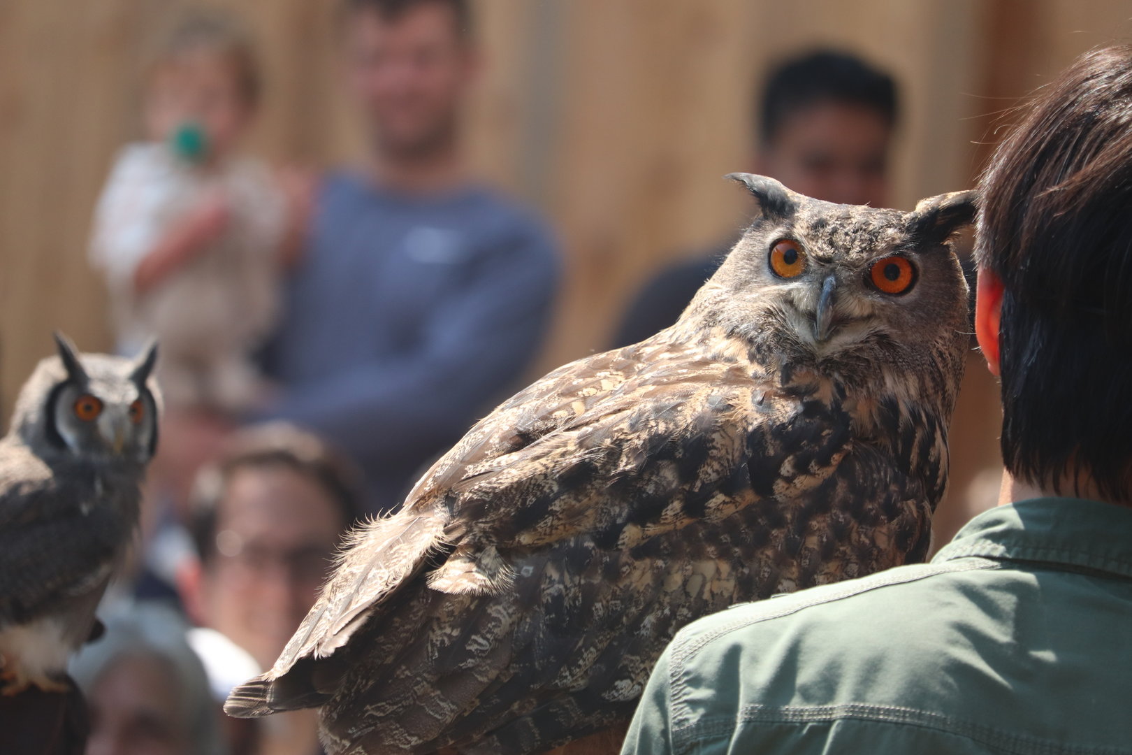 Bird House - Eurasian Eagle Owl