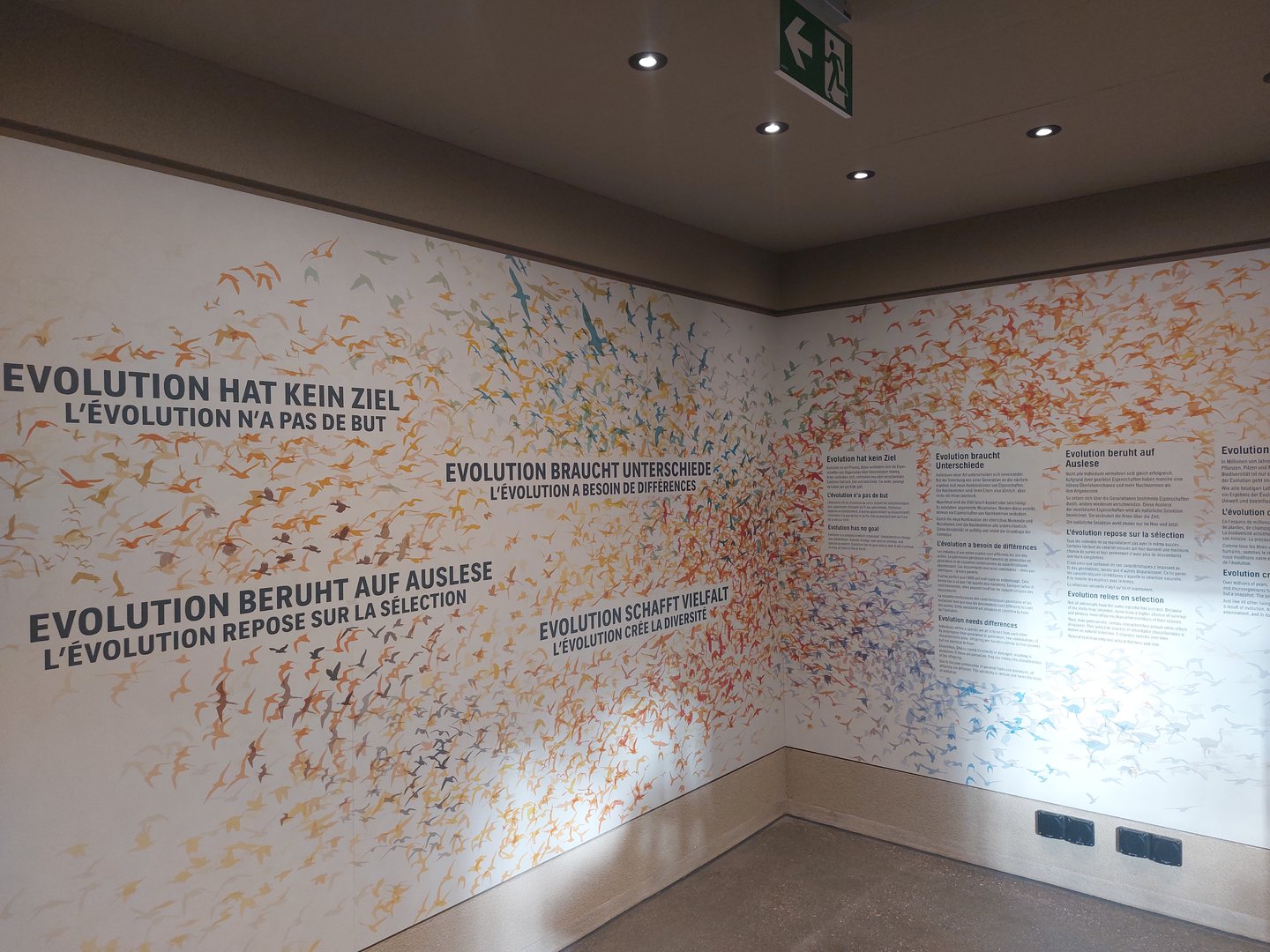 Bird house - Evolution education