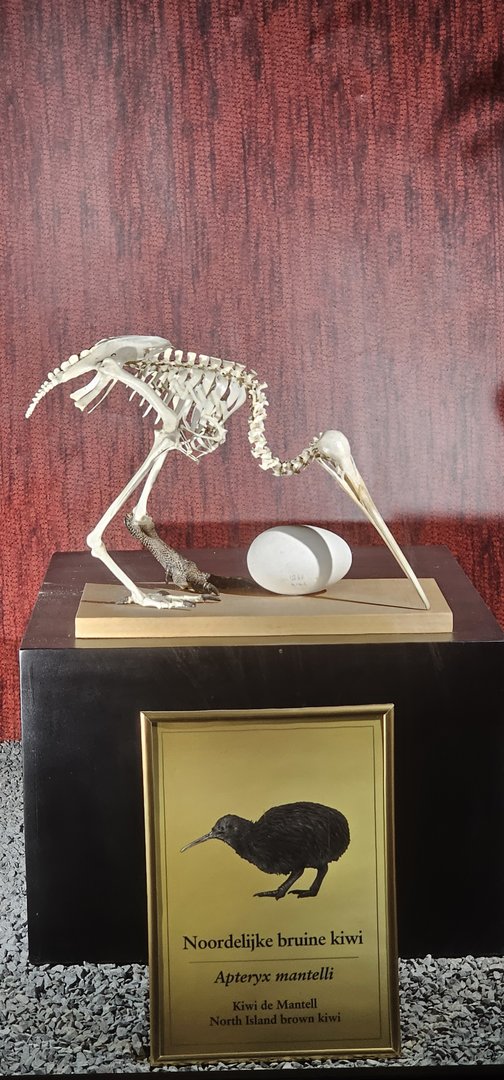 Bird house, exhibition in old dark corridor area