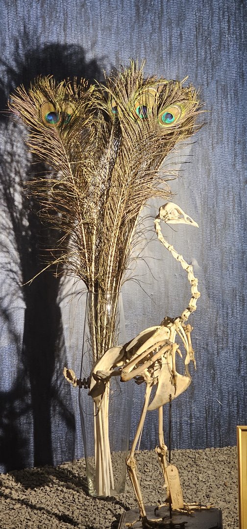 Bird house, exhibition in old dark corridor area