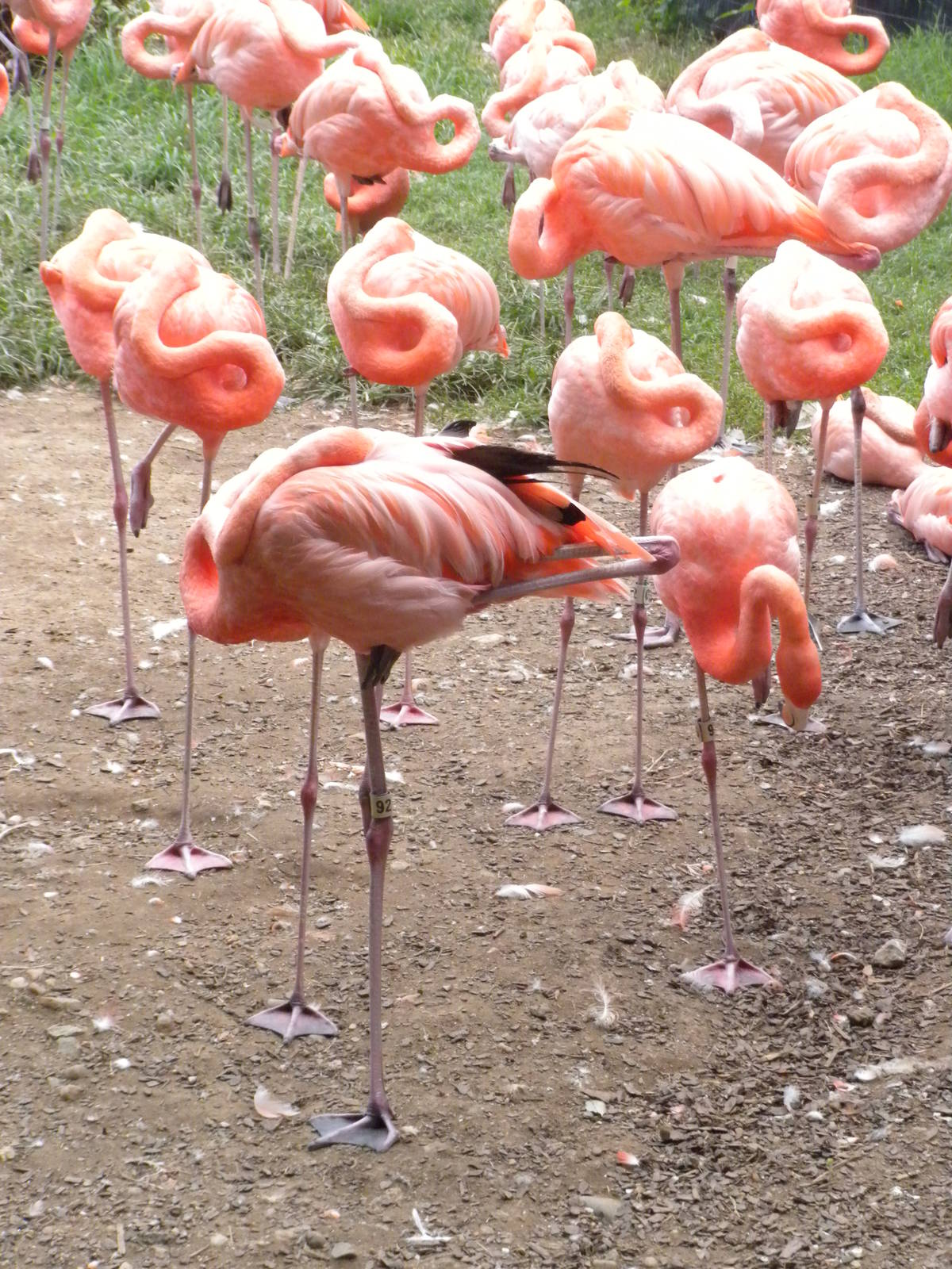 Bird House - Flamingo