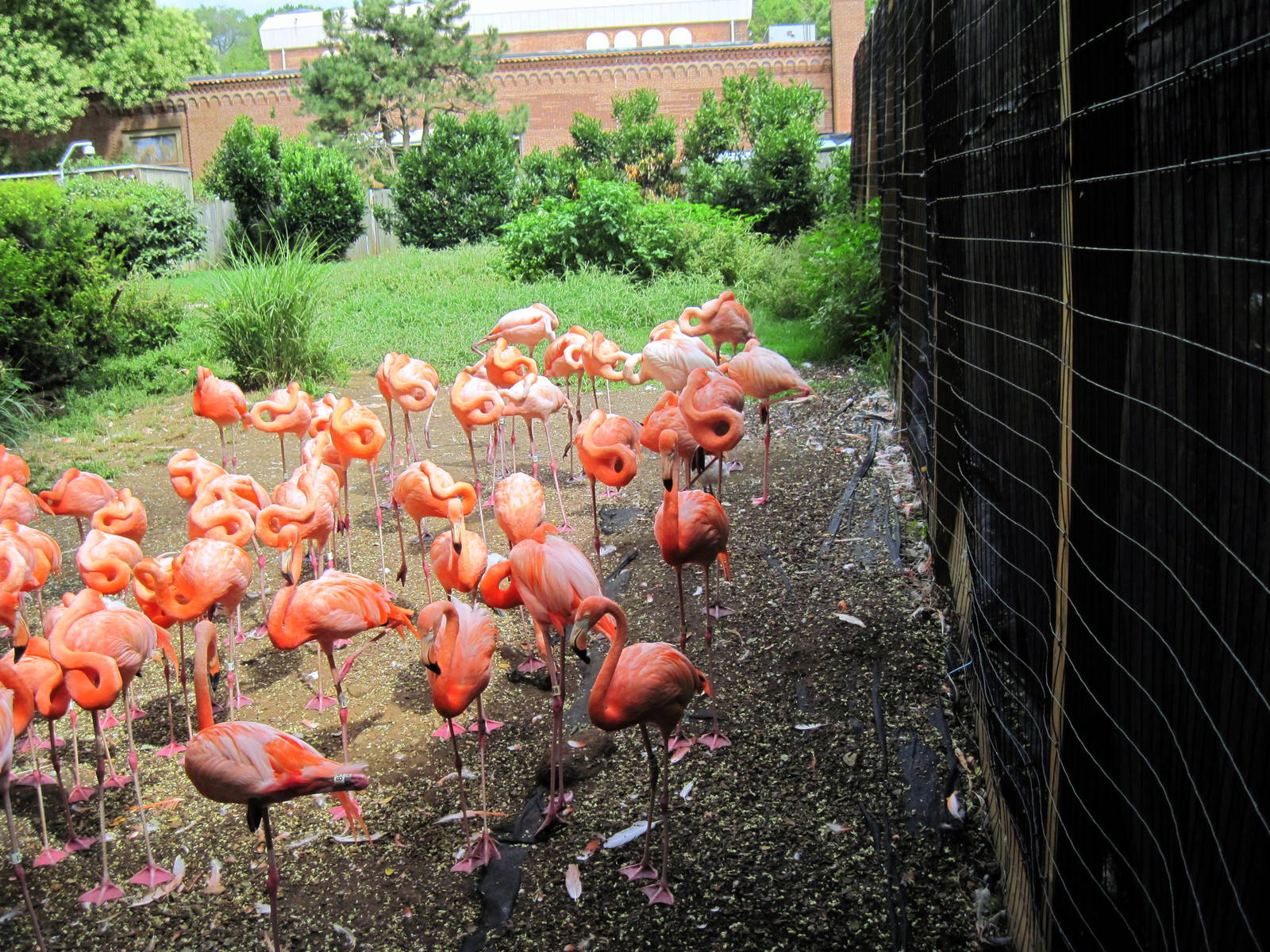 Bird House-Flamingos