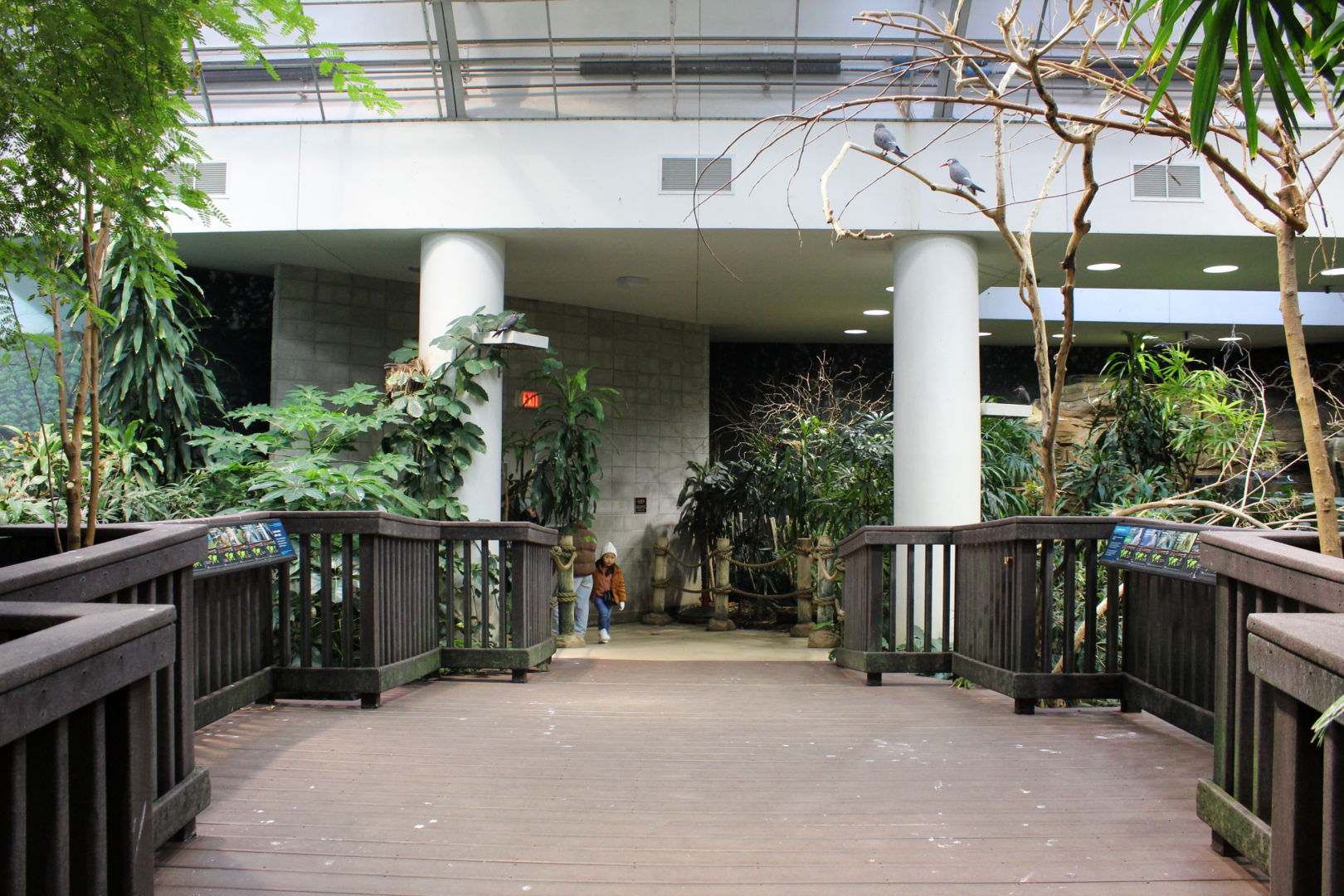 Bird House - Free-flight Room