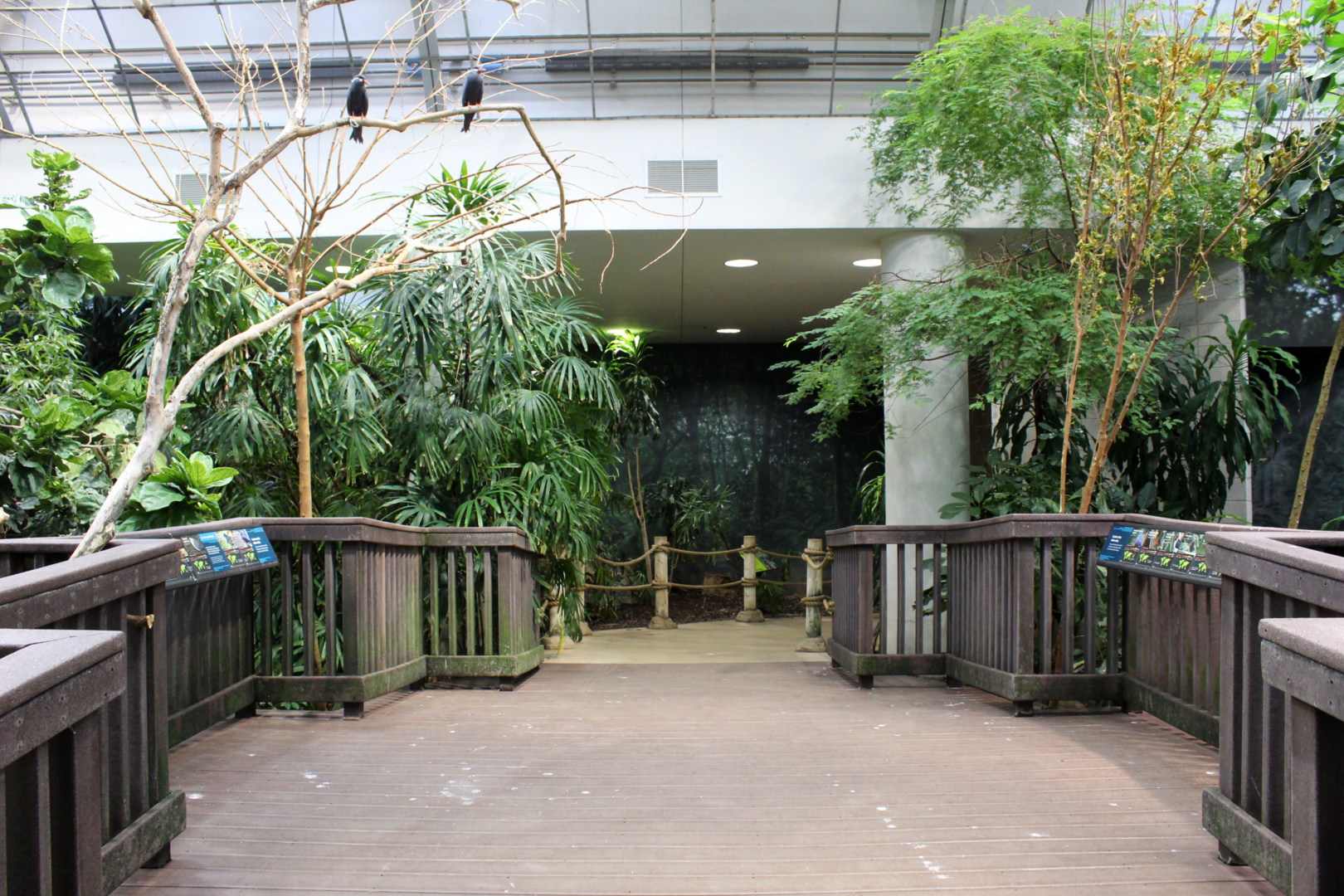 Bird House - Free-flight Room