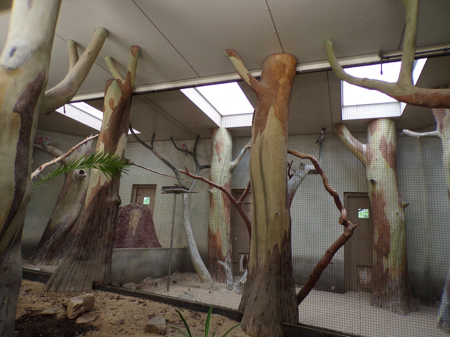 Bird house- Galah indoors 6.7.23