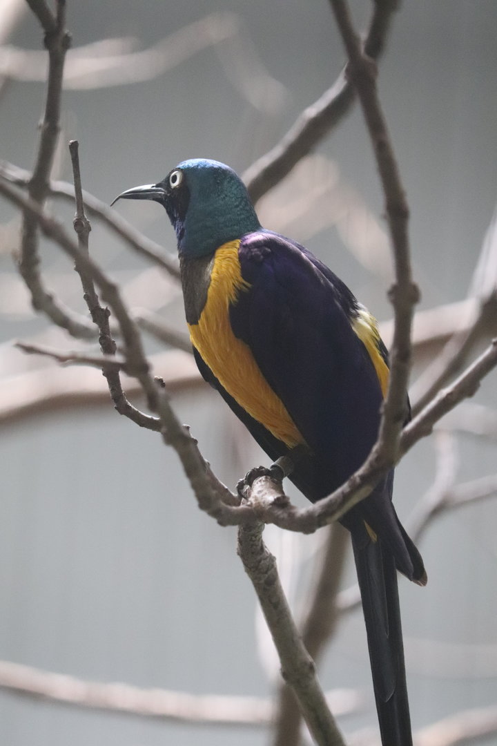 Bird House - Golden-breasted Starling