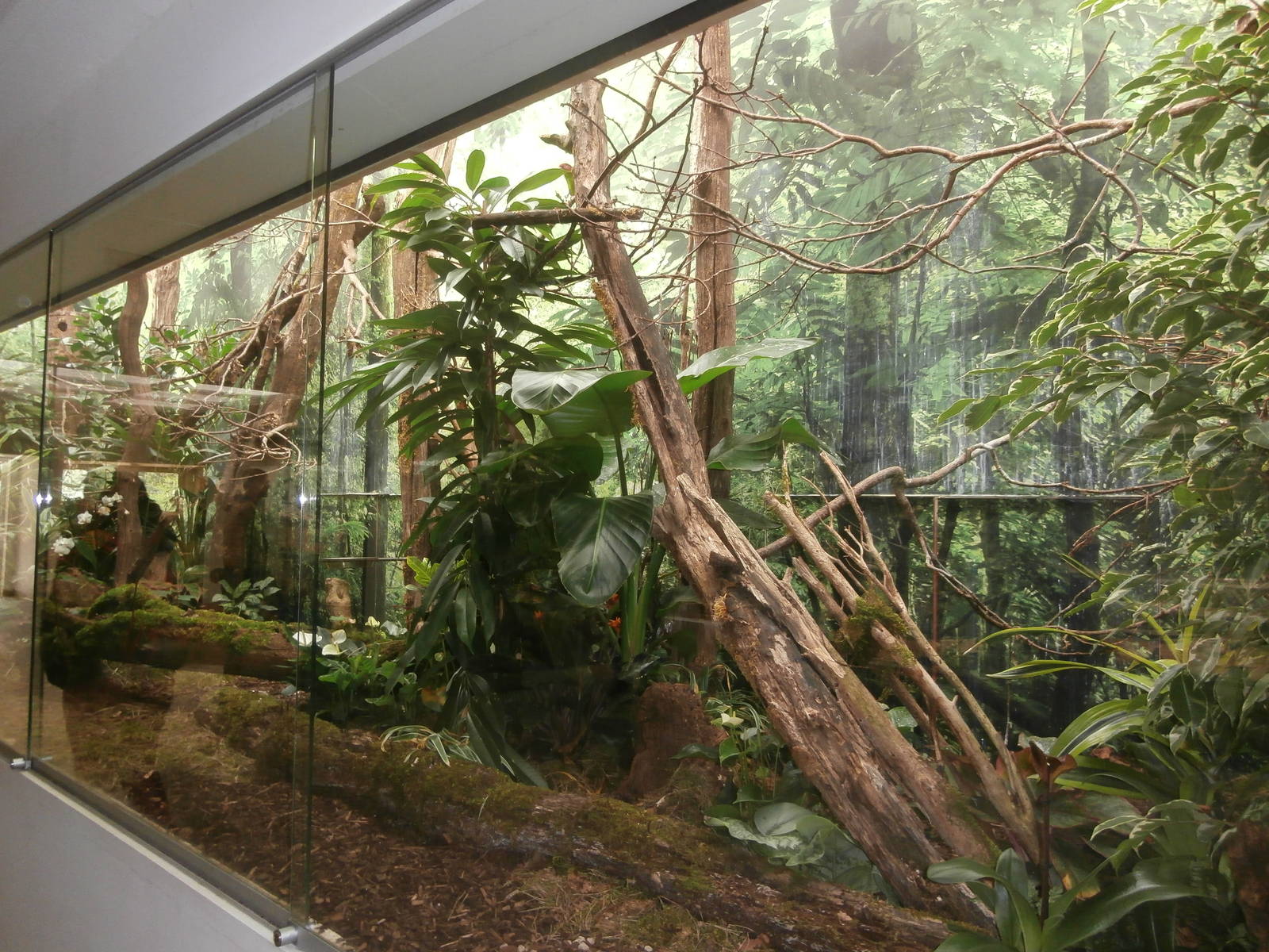 Bird House Goldie's lorikeet enclosure