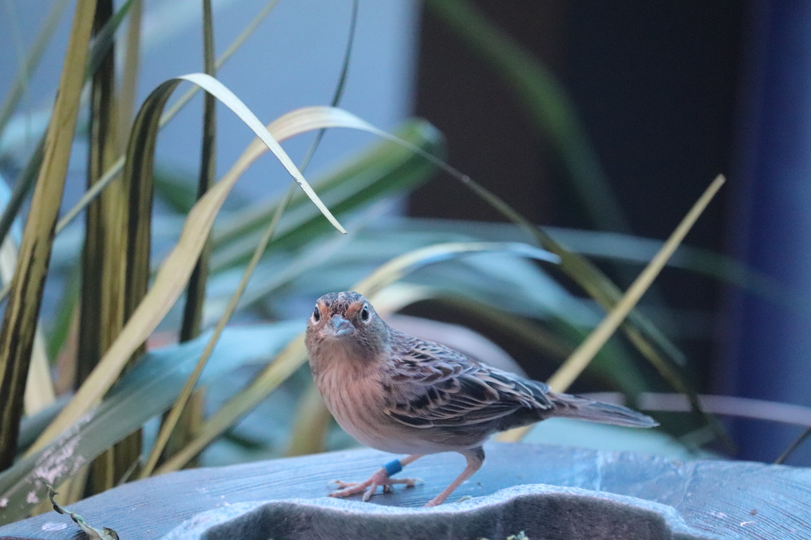 Bird House - Grasshopper Sparrow