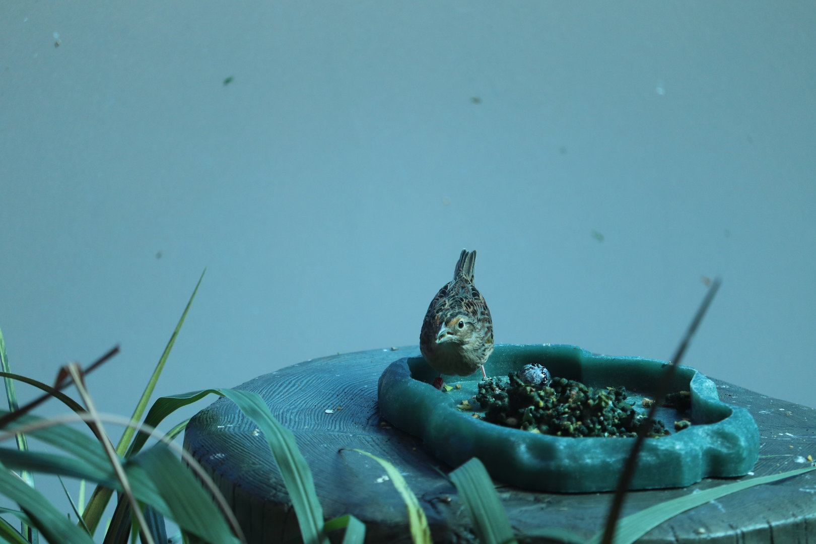Bird House - Grasshopper Sparrow