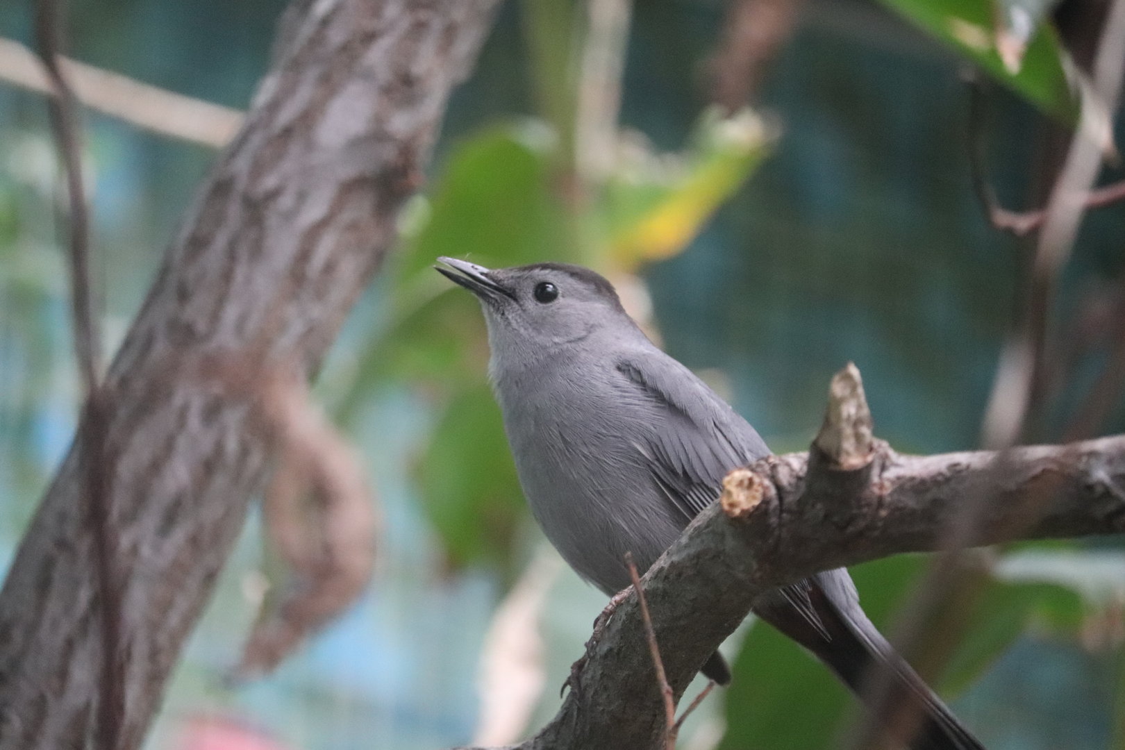 Bird House - Gray Catbird