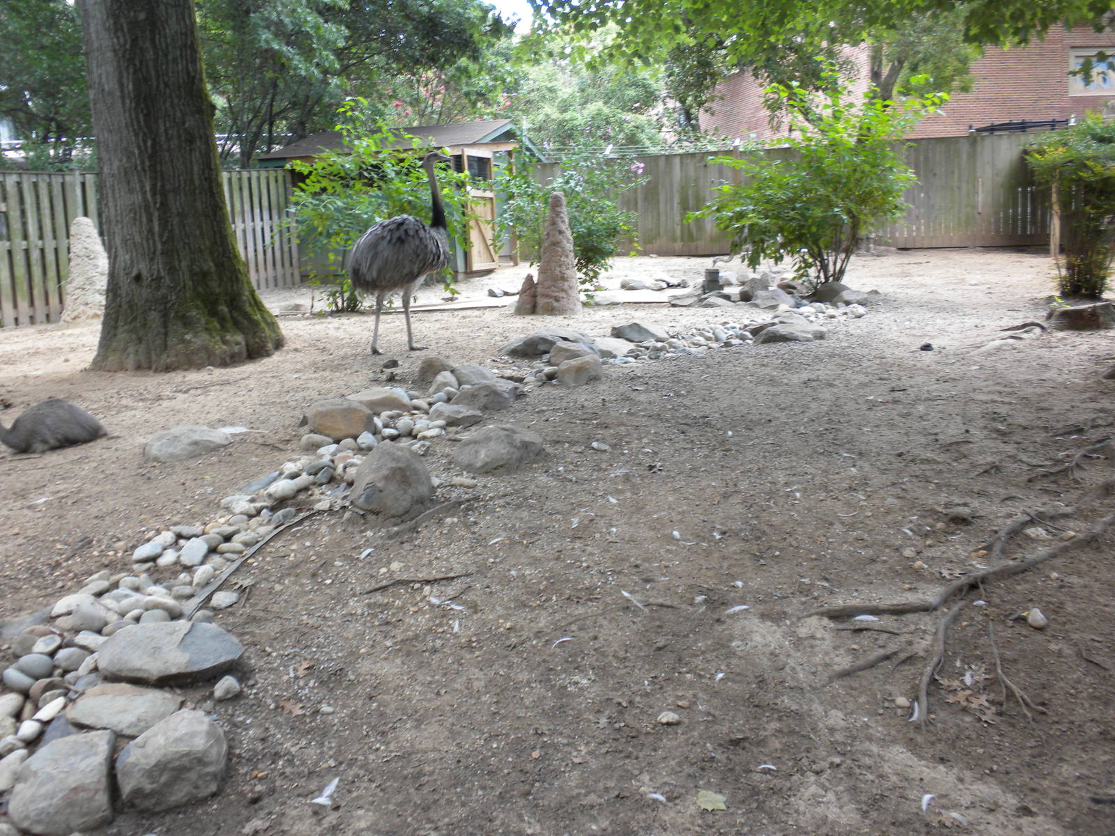 Bird House - Greater Rhea Exhibit