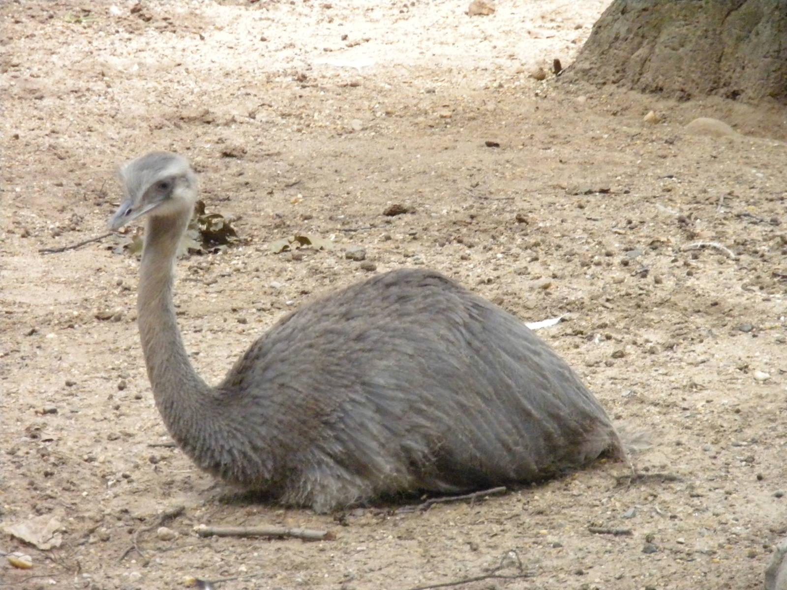 Bird House - Greater Rhea