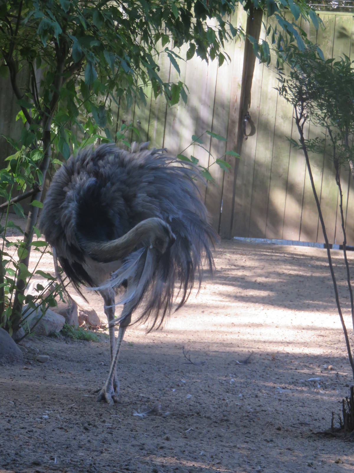 Bird House - Greater Rhea