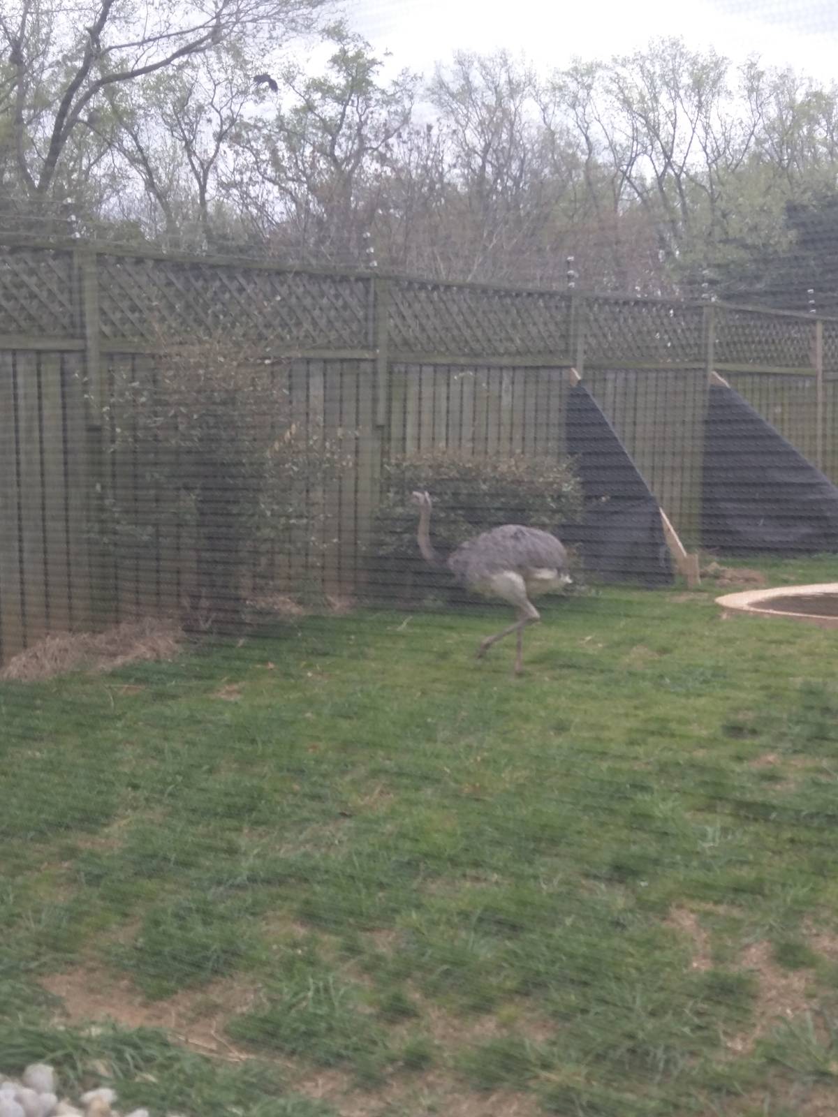 Bird House - Greater Rhea