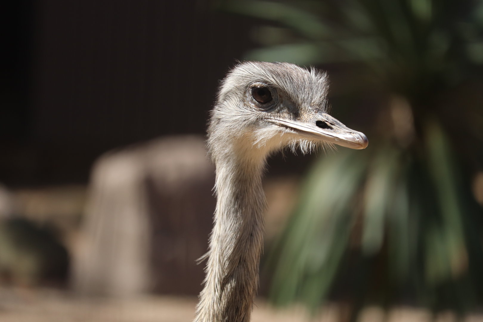 Bird House - Greater Rhea