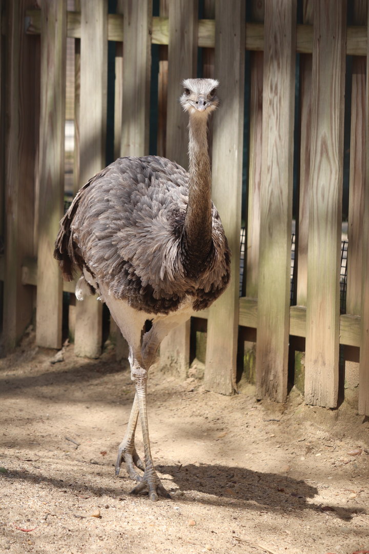 Bird House - Greater Rhea