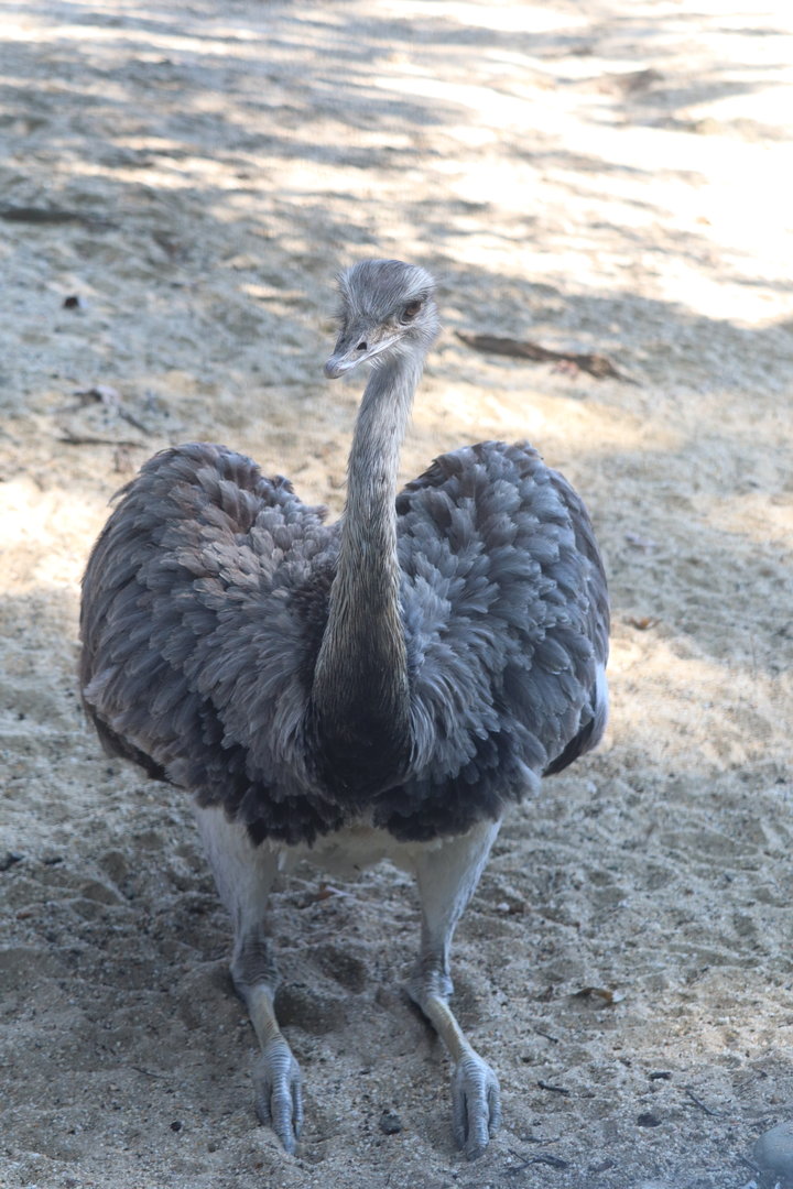 Bird House - Greater Rhea