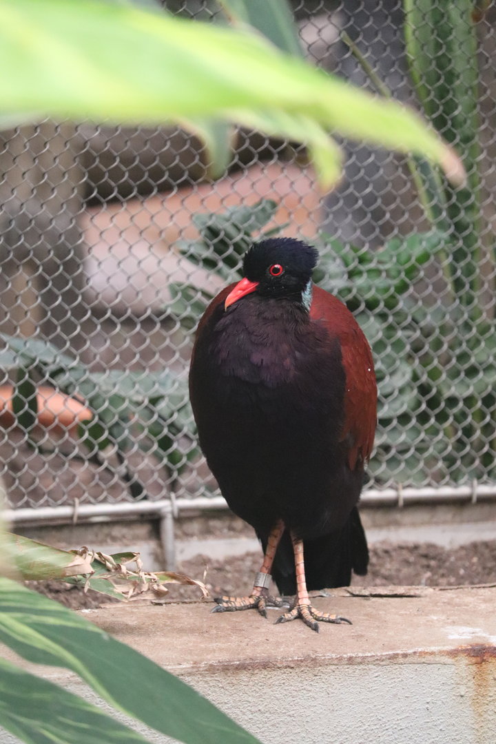 Bird House - Green-Naped Pheasant Pigeon