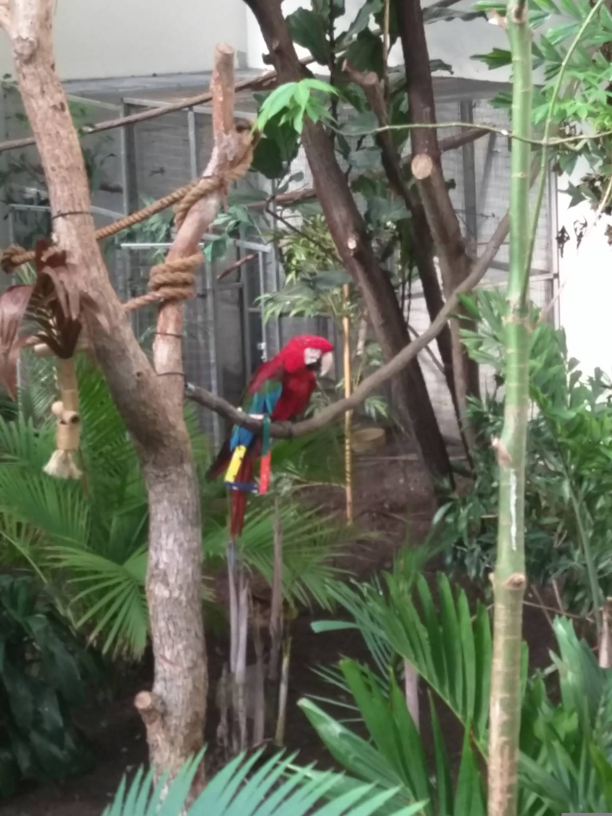 Bird House - Green Winged Macaw