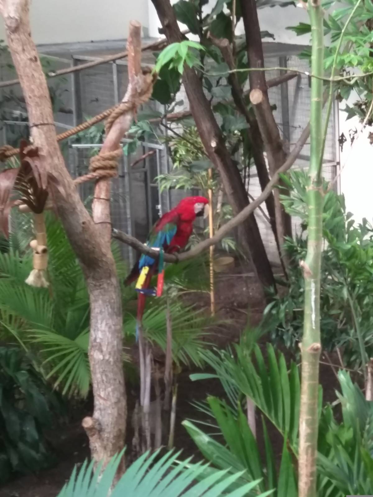 Bird House - Green Winged Macaw