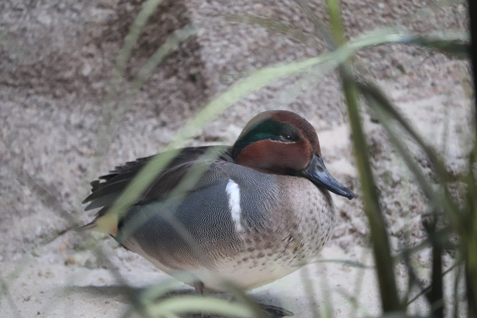 Bird House - Green-Winged Teal