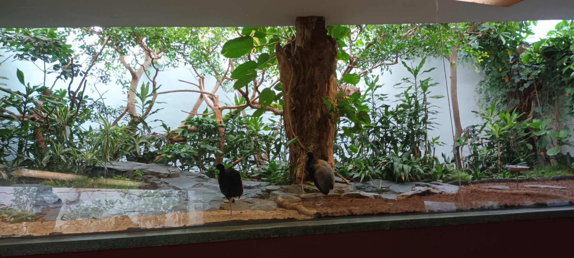 Bird House: Grey winged Trumpeter Aviary