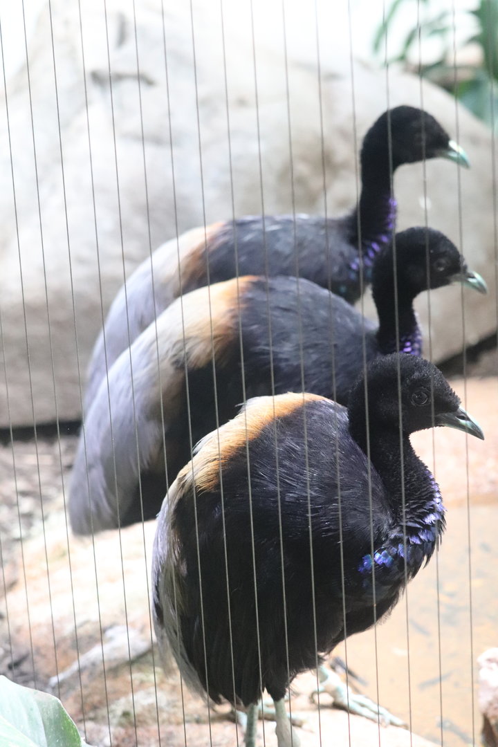 Bird House - Grey-winged Trumpeter