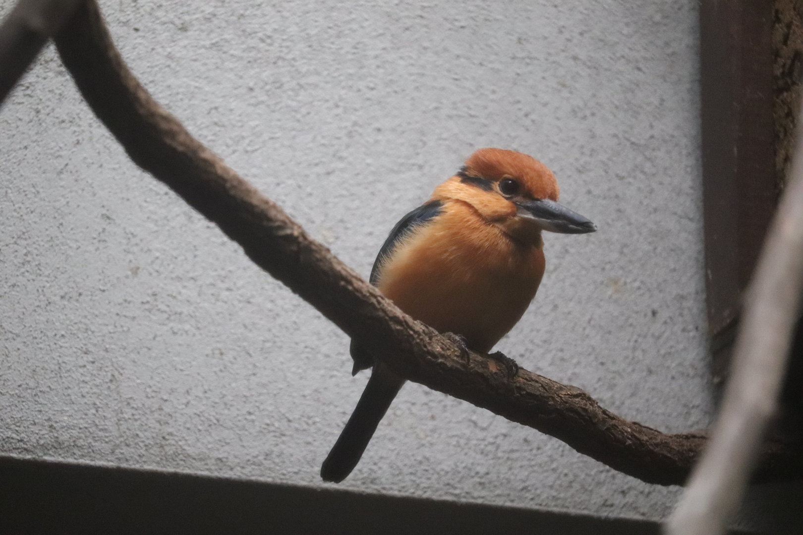 Bird House - Guam Kingfisher