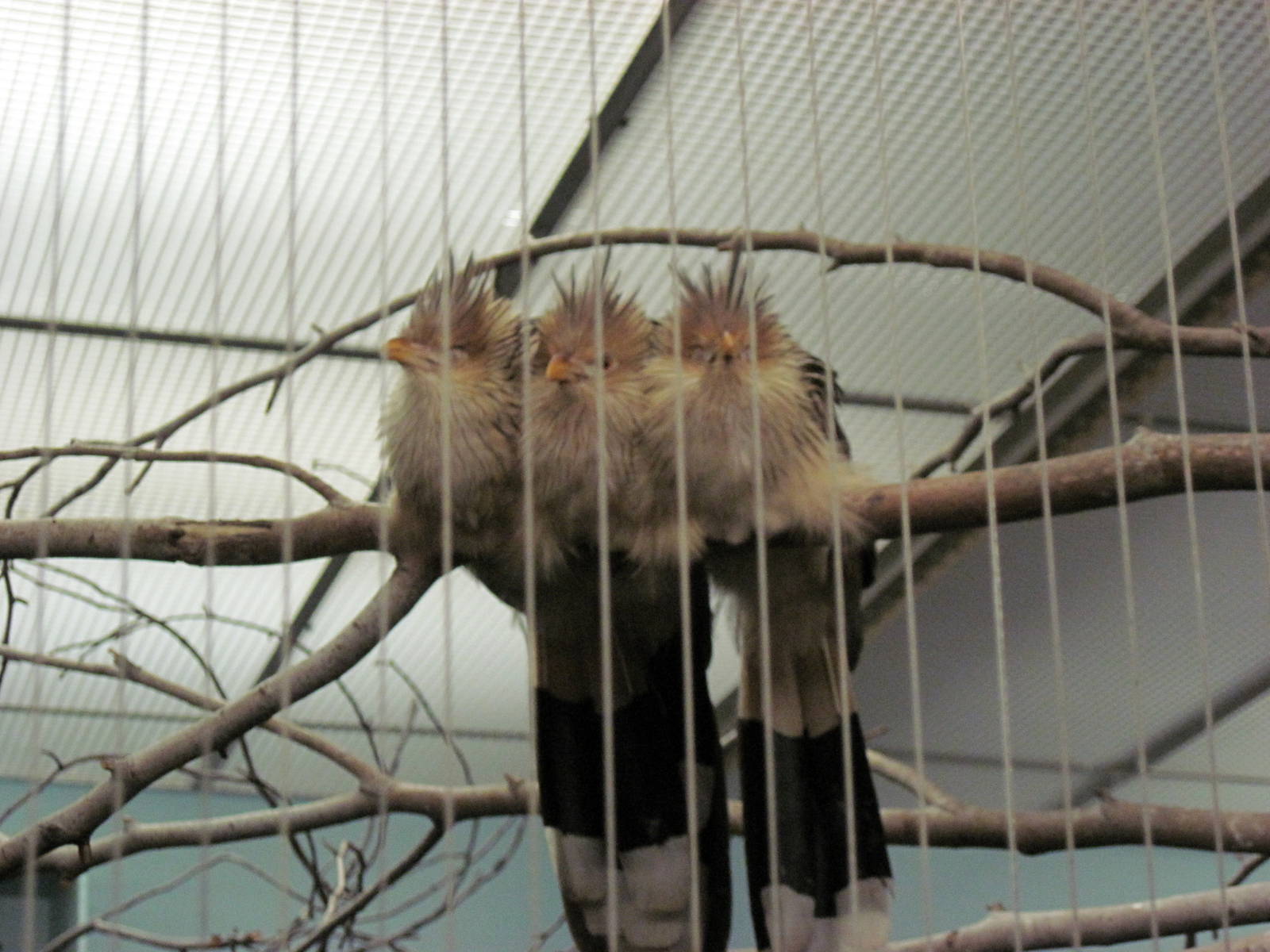 Bird House-Guira Cuckoos