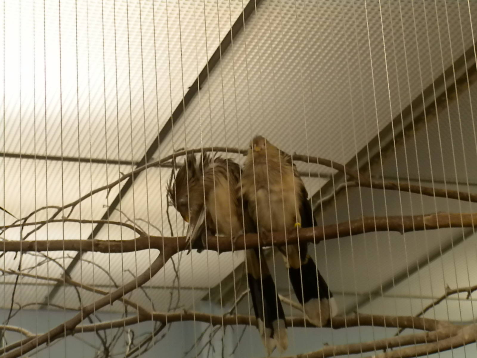 Bird House - Guria Cuckoo