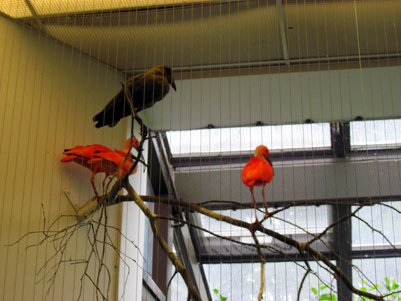 Bird House-Hammerkop and Scarlet Ibises