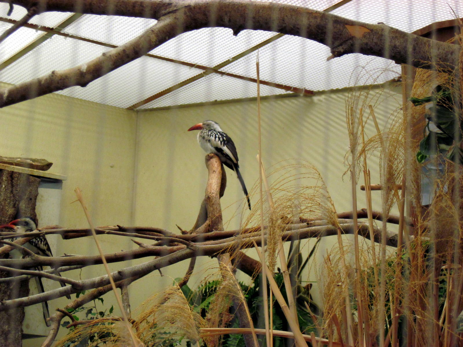 Bird House-Hornbill