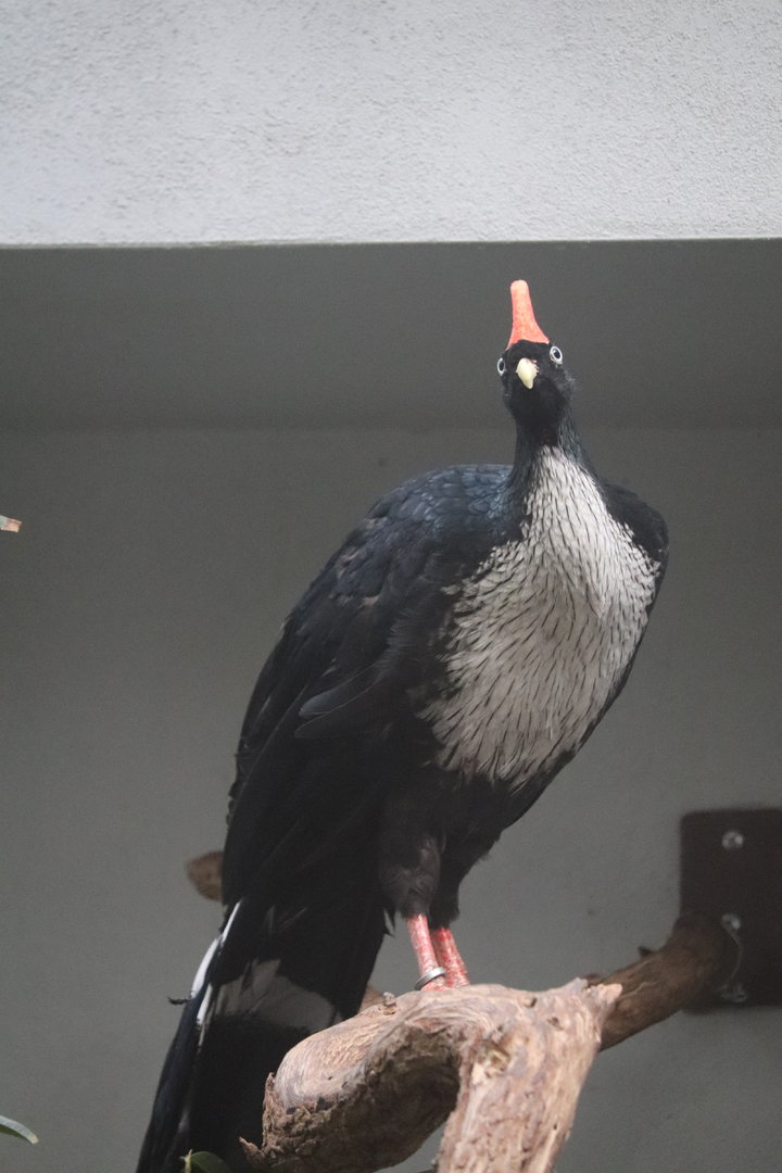 Bird House - Horned Guan
