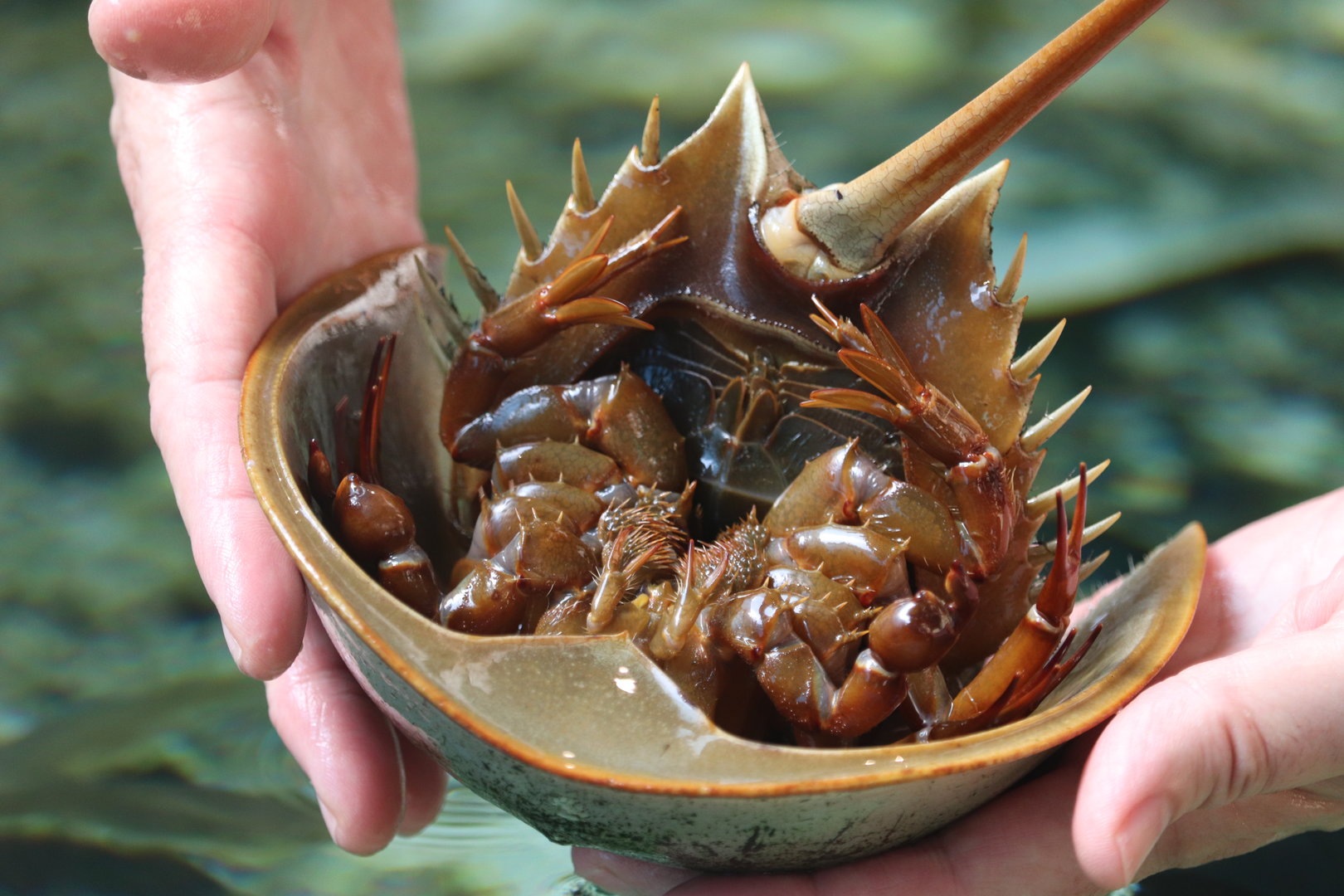 Bird House - Horseshoe Crab Underside