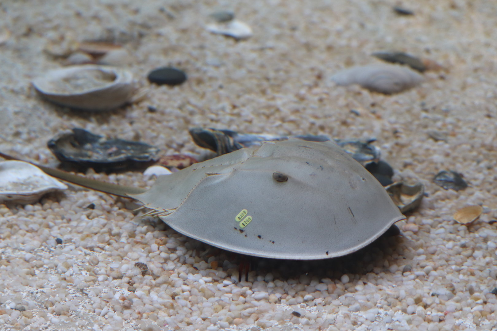 Bird House - Horseshoe Crab