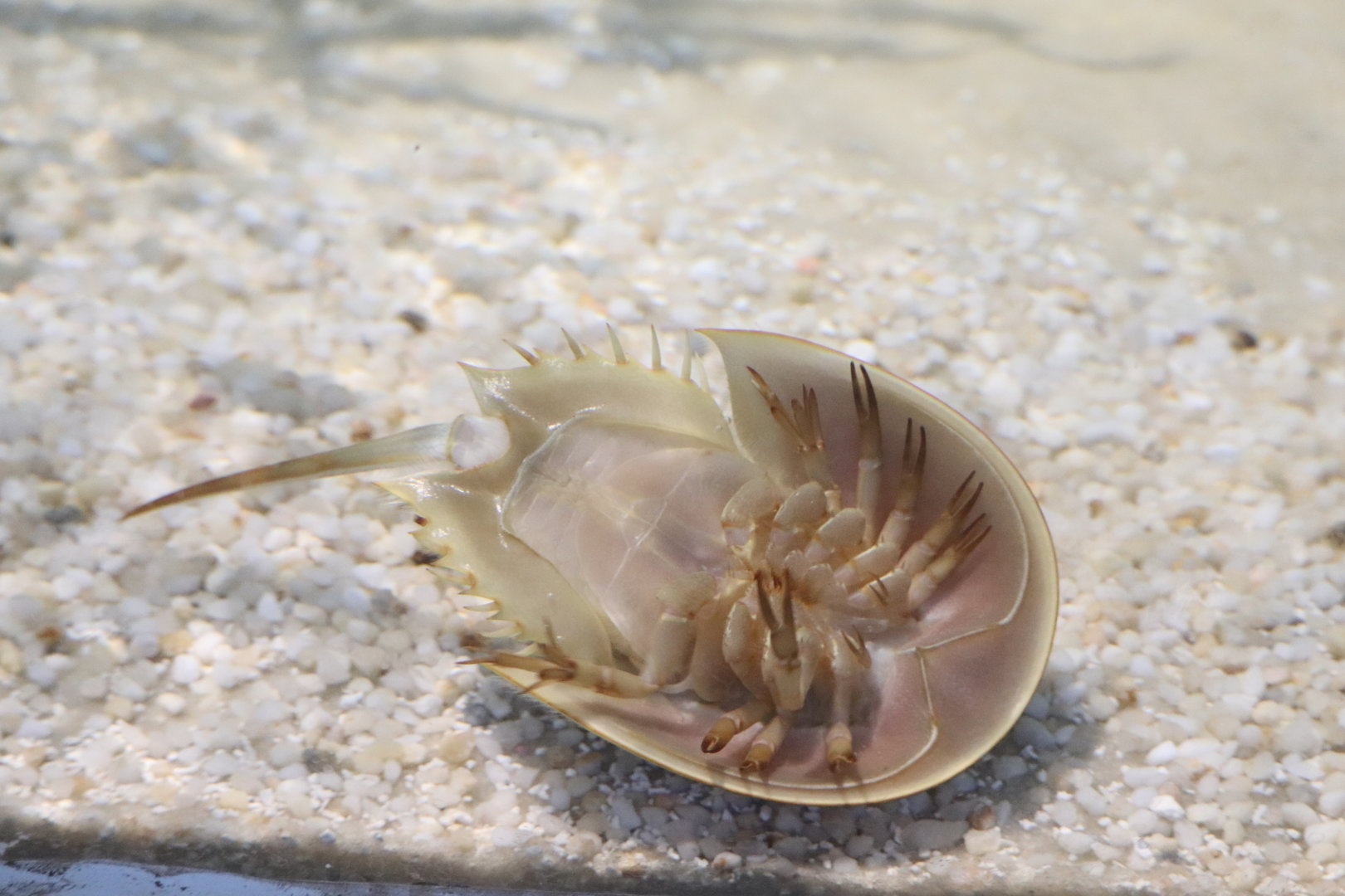 Bird House - Horseshoe Crab