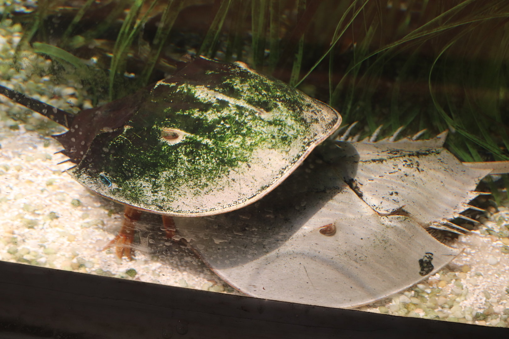 Bird House - Horseshoe Crab