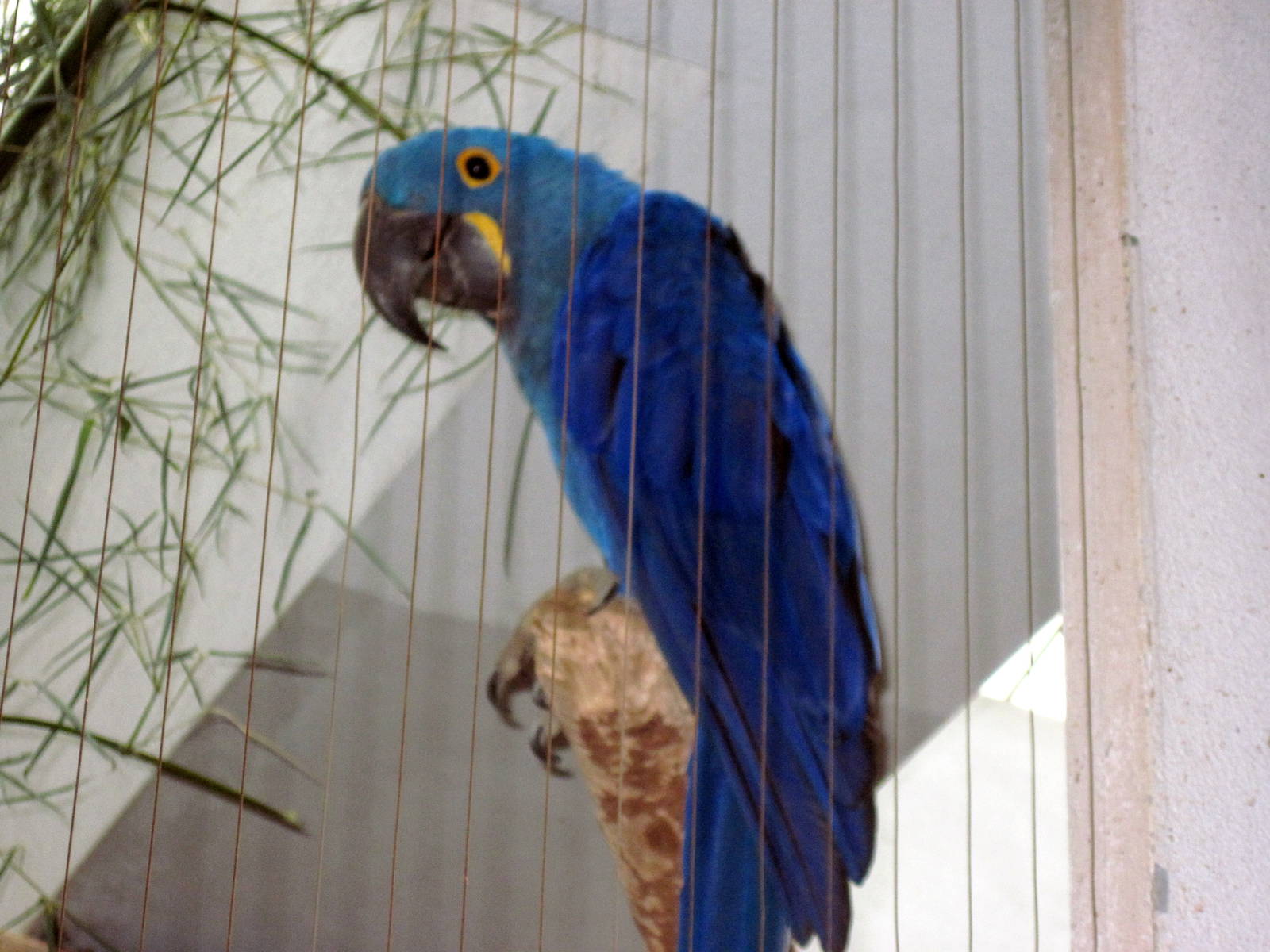 Bird House-Hyacinth Macaw