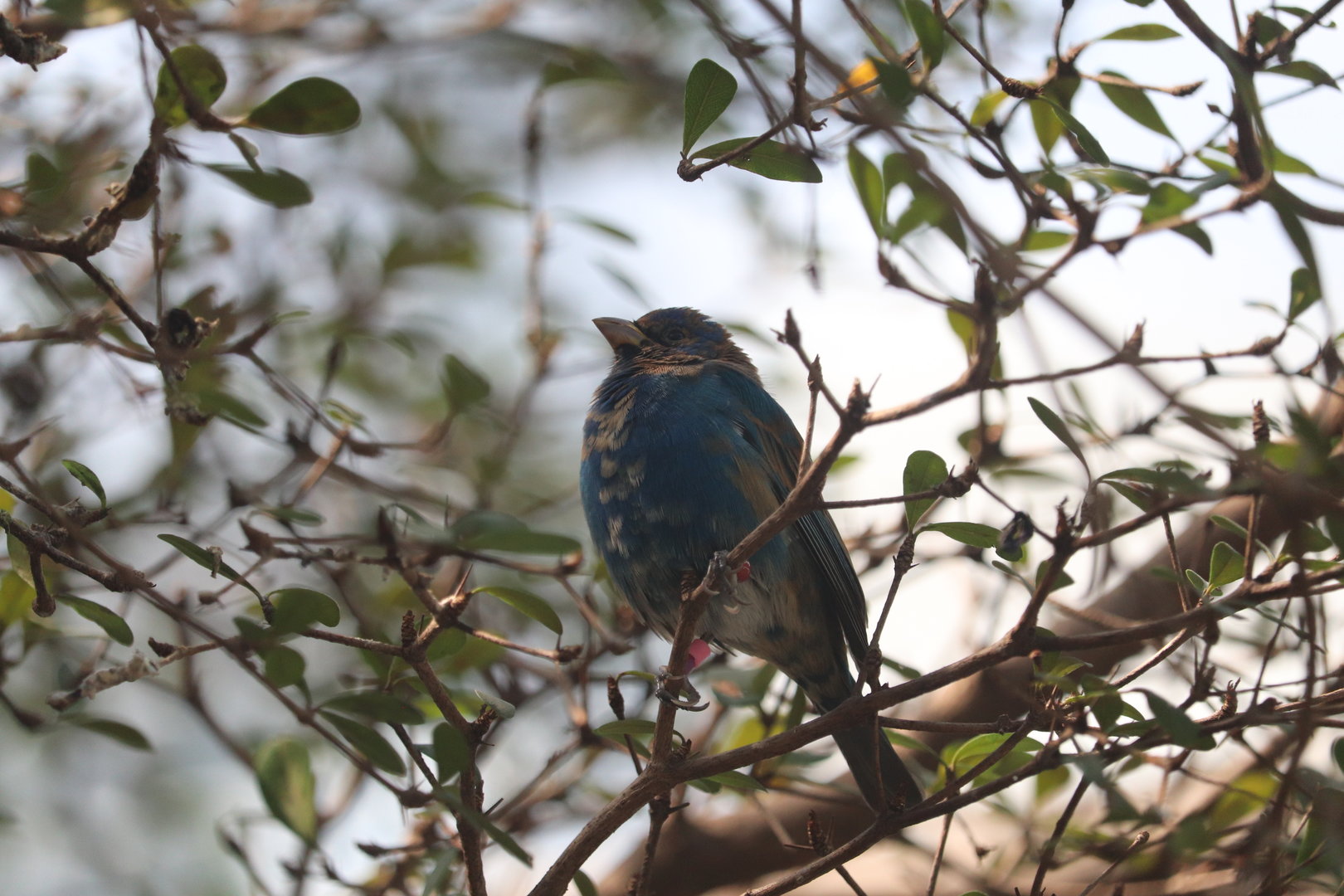 Bird House - Indigo Bunting