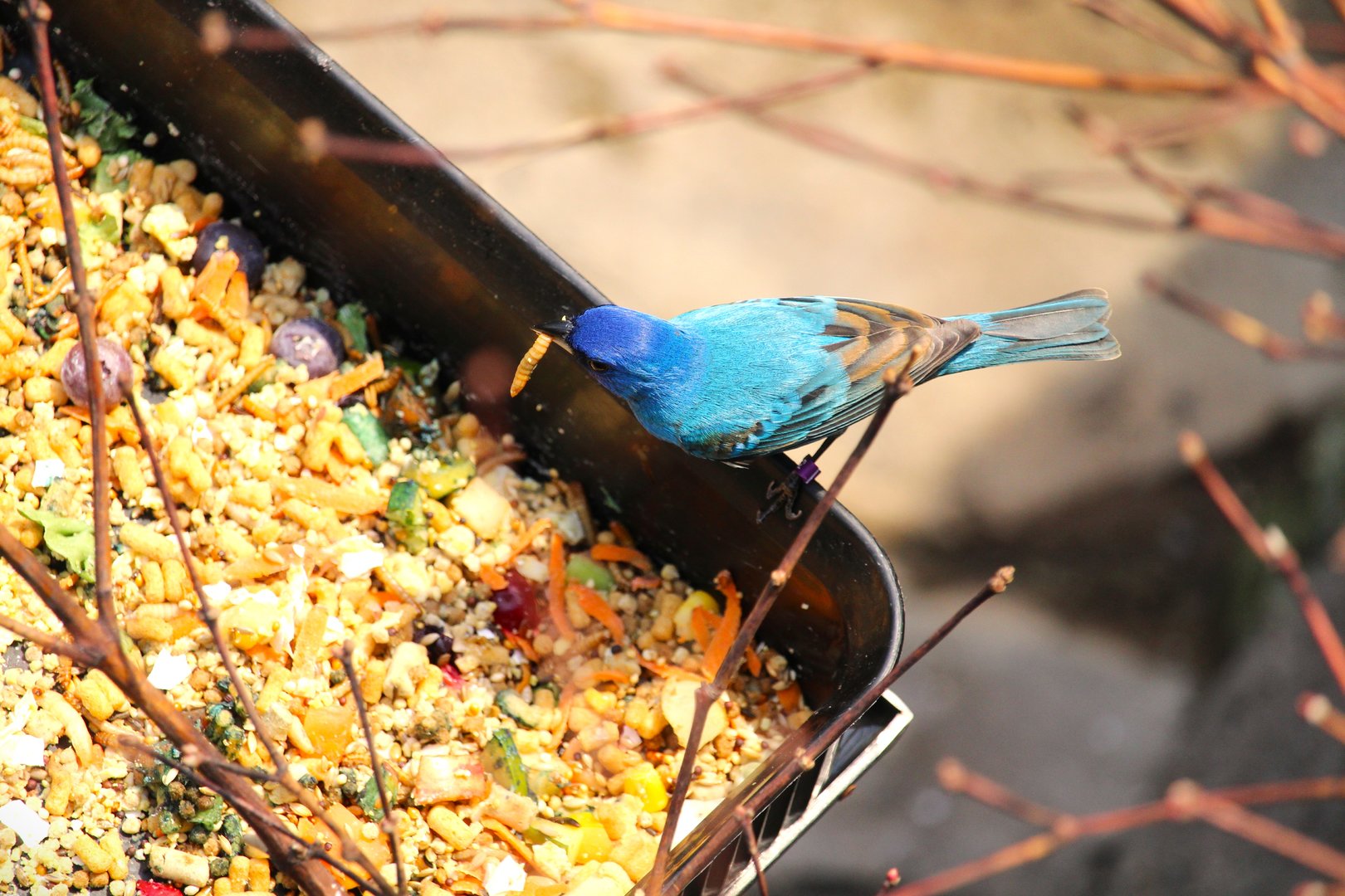 Bird House - Indigo Bunting